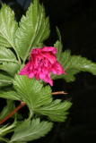 Rubus spectabilis 'Olympic Double' RCP4-09 312.jpg